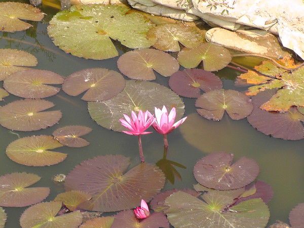 Мария Зинова