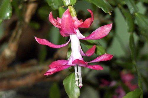 Екатерина ***