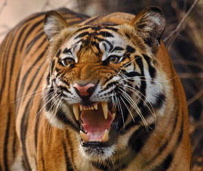 Татьяна Попова