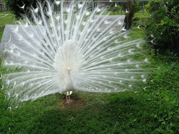 Руслан Шакиров