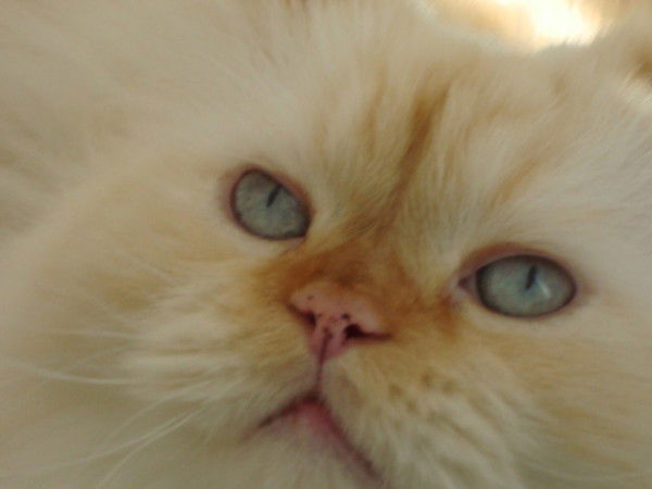 Алена Котевич