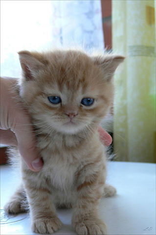 Ук Перспектива