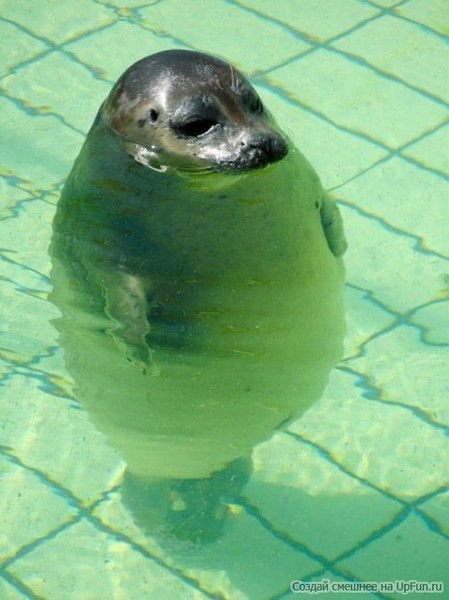 Ухты Нифигасебе