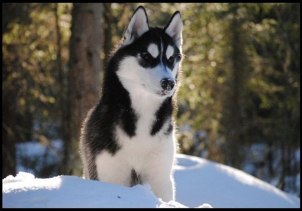 Неизвестно Неизвестно