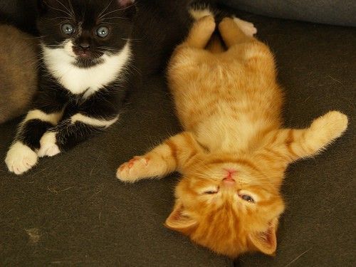 Елена Беляева