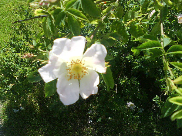 Елена Шипилова