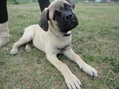 Имиль Крокадилов