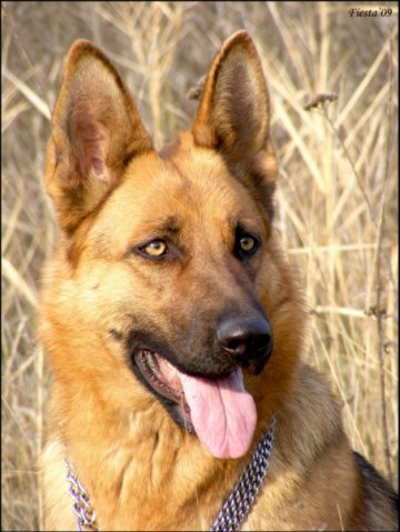 Николай Николай