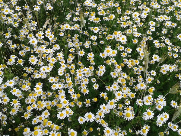 Евгения Малкова