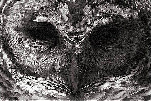 Дарья Кубанова