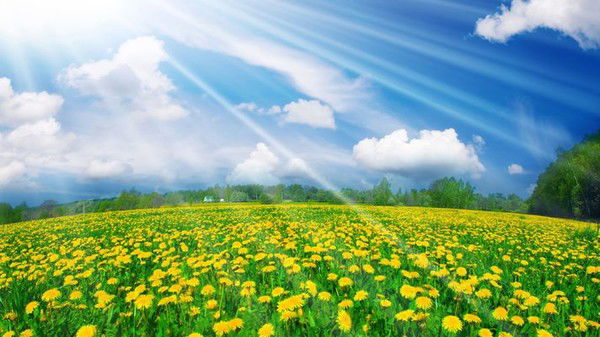 Олеся Чижевська