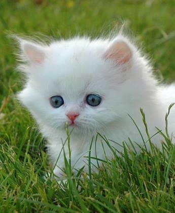 Надежда Киселева