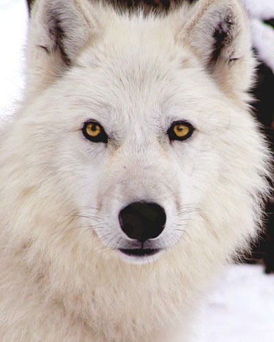 Булат Алиев