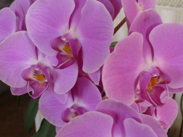 Миляуша Аскарова