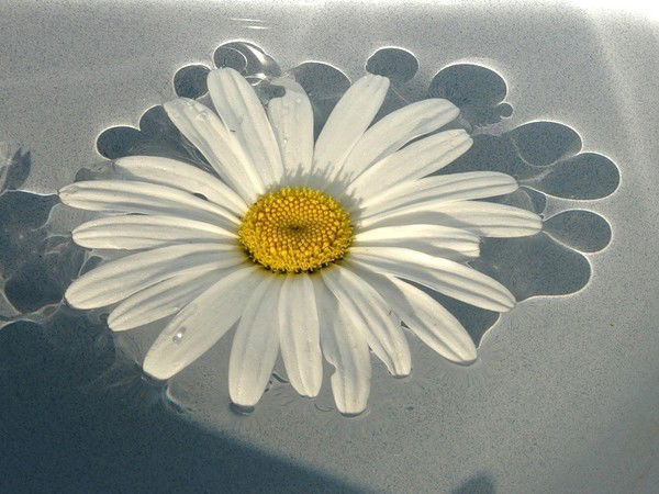 Аня Гриценко