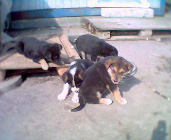 Евгения Волкова