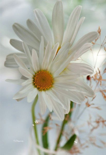 Светлана Светлица/акулова