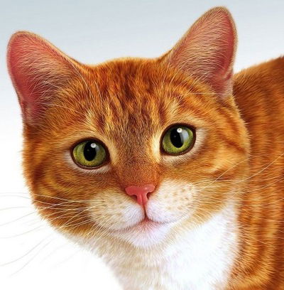 Аня Бочкарёва