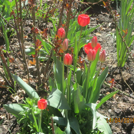 Наталья Телушко