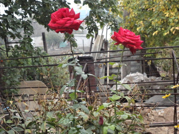 Света Тюваева