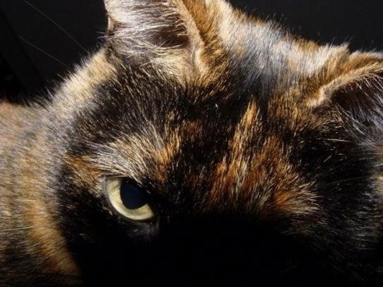 Дмитрий Буш