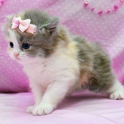 Карина Павлиашвили