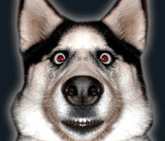 Алексей Денисенко