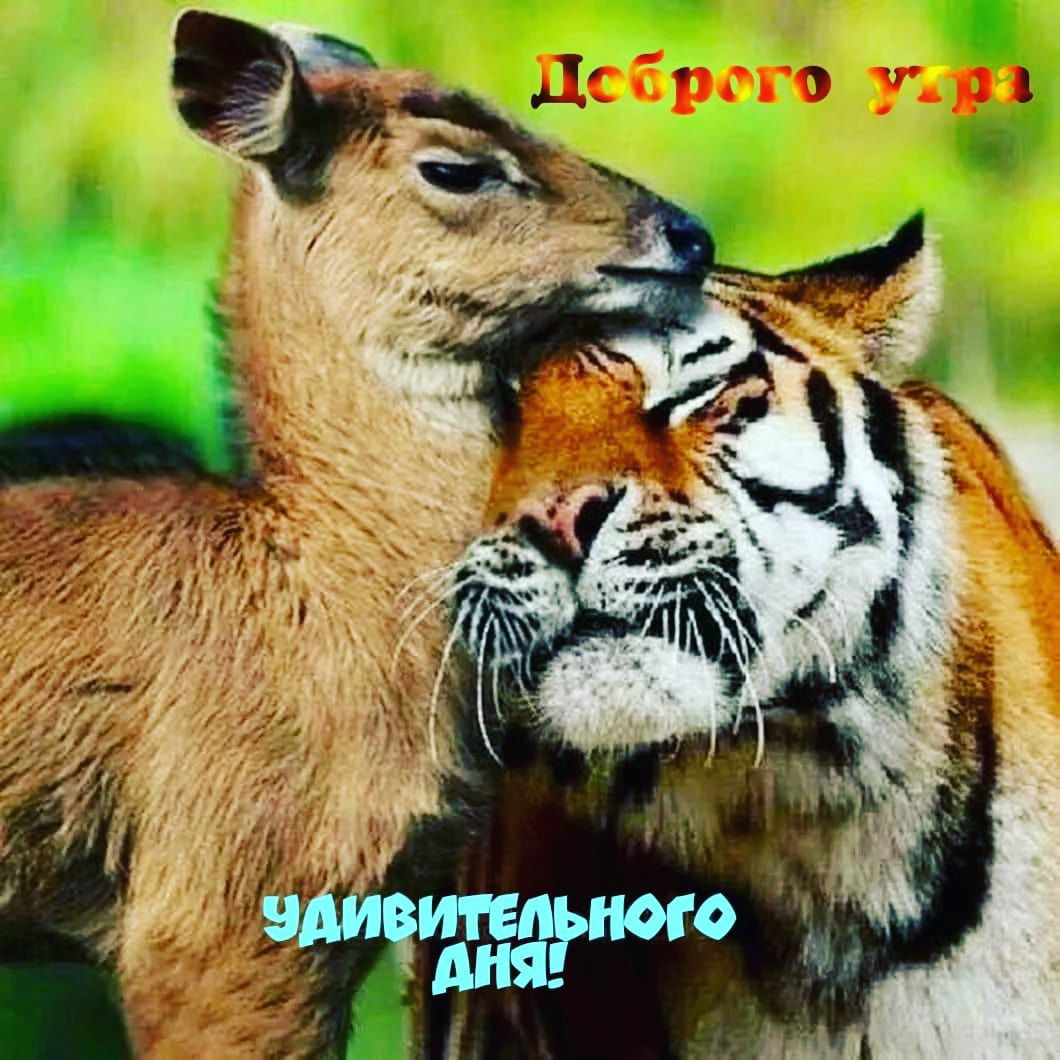 Александр Ринасов