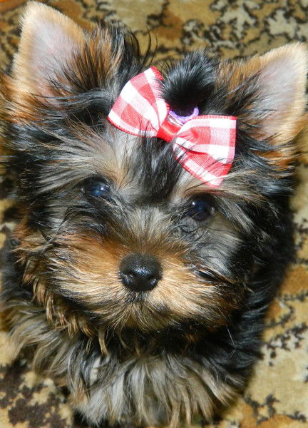 Наталья Николаева