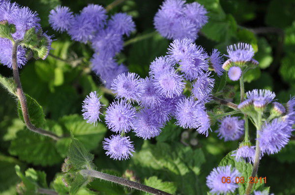 Светлана Лысенкова