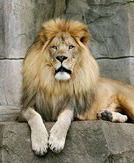 Алексей Антонов