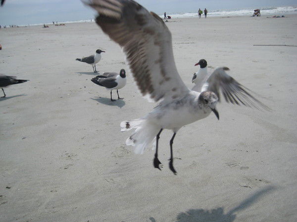 Рустам Муратов