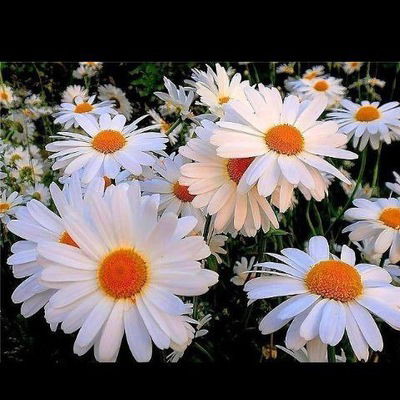 Валерия Шамова