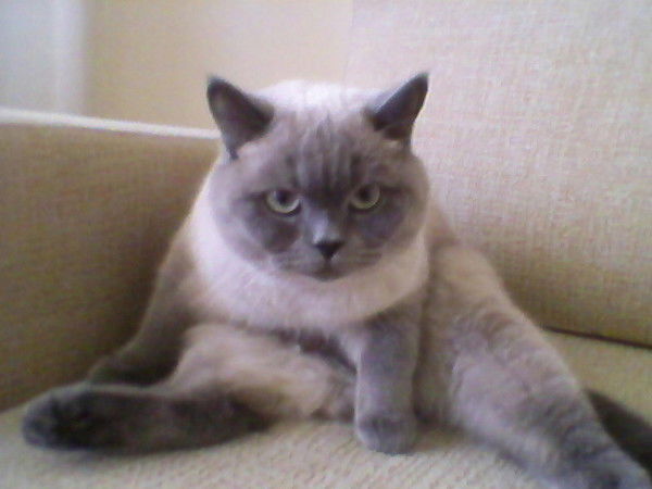 Евгений Кастальский