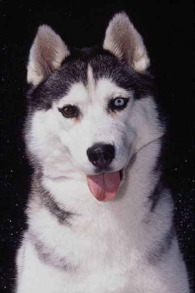 Ветлечебница Ленинская