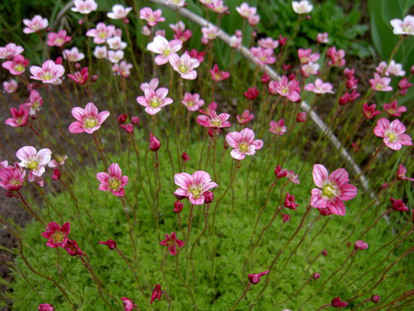 Ирина Комиссарова