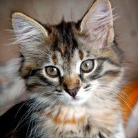 Алёна Сарычева