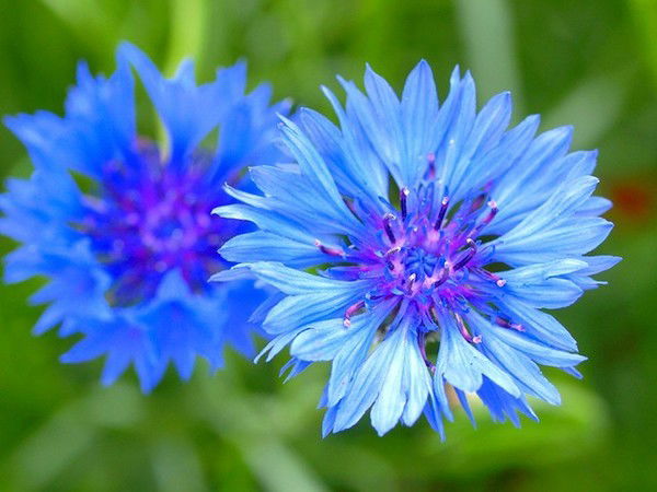 Нозокат Гайнуллова