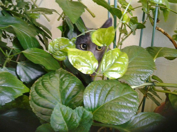 Алла Рыбинцева