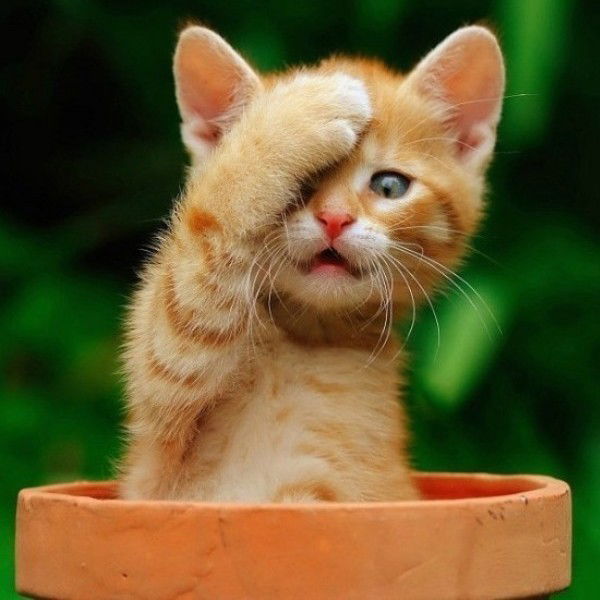 Cтелла Светличная