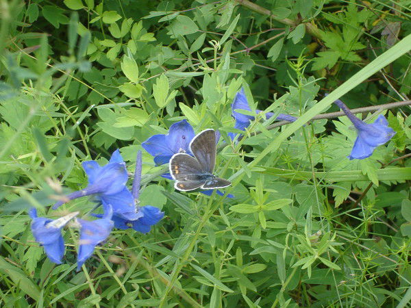 Ольга Лебедева