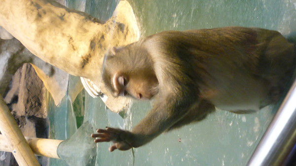 Екатерина Голубева