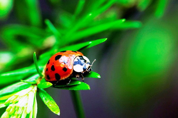 Любовь Смирнова