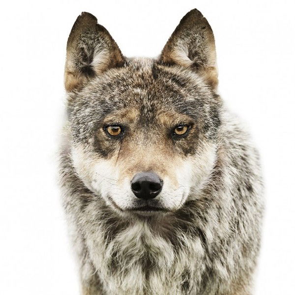 Серёжа Мельник