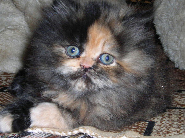 Алекс Жуков