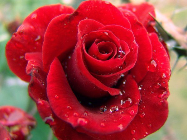 Соня Акынова