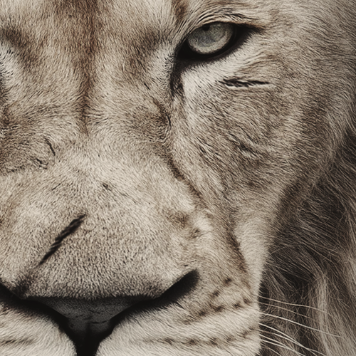 Алексей Вразрез