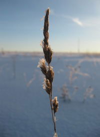 Александр Линдер