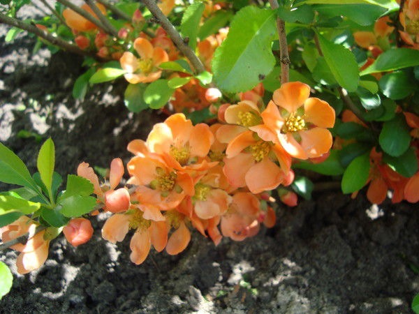 Оксана Олейникова