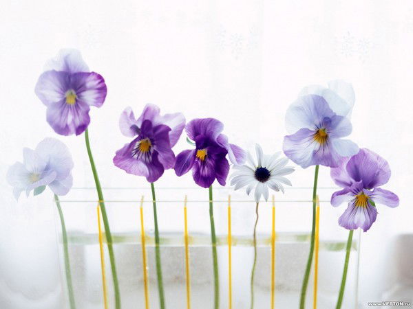 Анипа Казакбаева